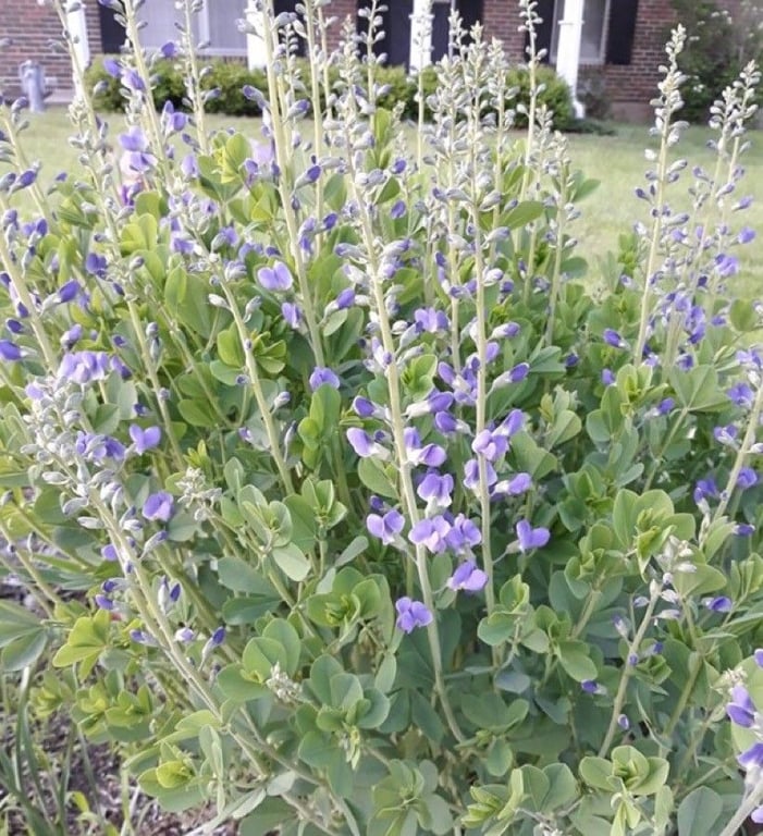 Blue false indigo