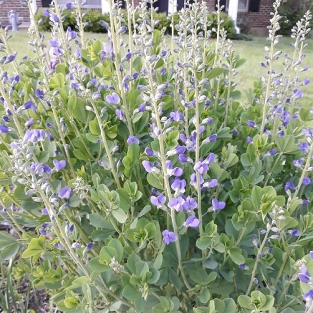 Blue false indigo