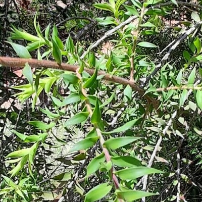 Melaleuca styphelioides — leaf