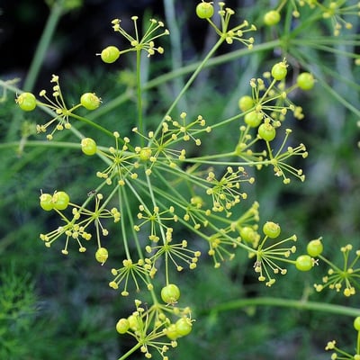 Peucedanum officinale — flower