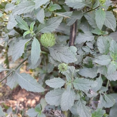 Hyptis capitata — flower