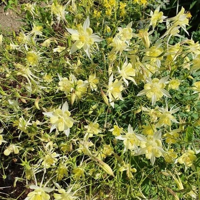 Aquilegia pubescens — flower