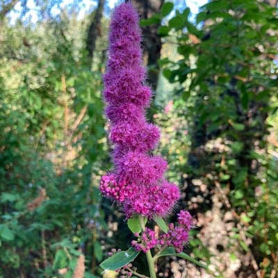 Spiraea salicifolia — flower