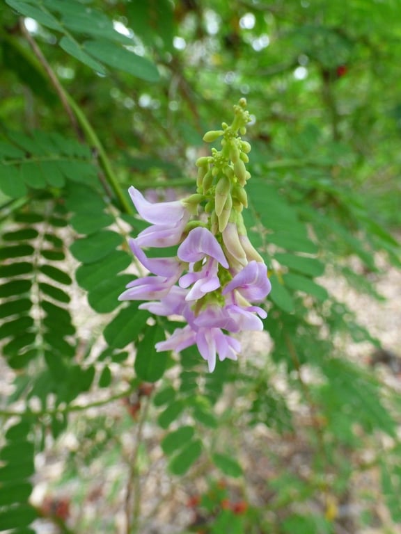 Indian-licorice