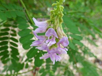 Indian-licorice