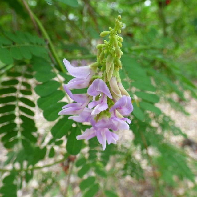 Abrus precatorius — flower