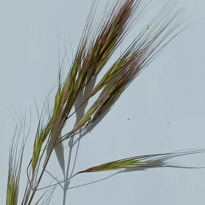 Bromus diandrus — flower