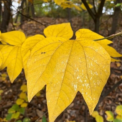 Lindera obtusiloba — leaf