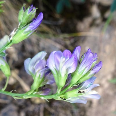 Medicago sativa — flower