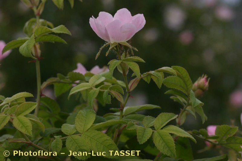 Rosa deseglisei