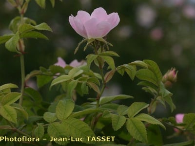 Rosa deseglisei