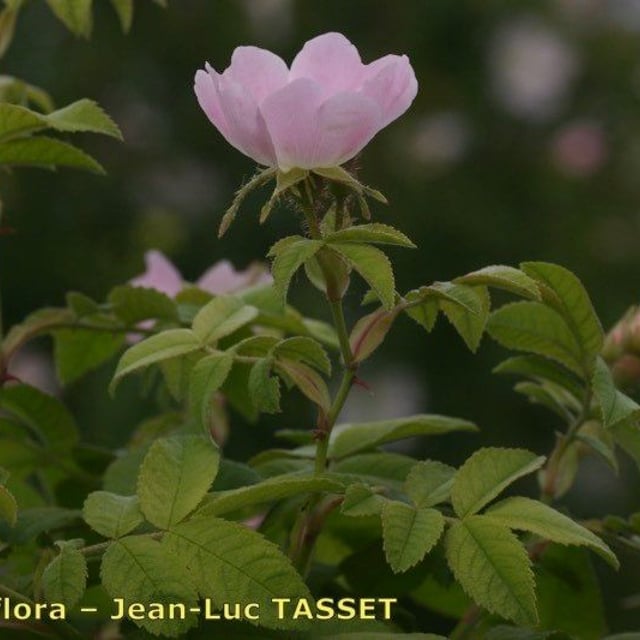 Rosa deseglisei