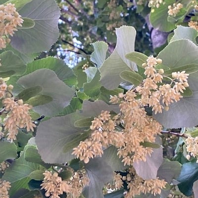 Tilia tomentosa — flower
