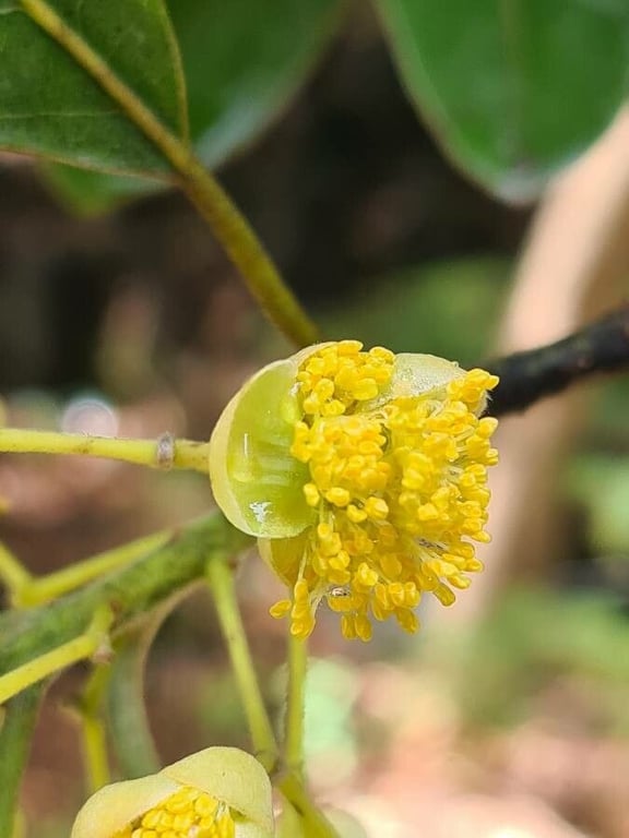 Indian-laurel