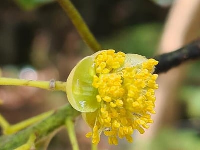 Indian-laurel