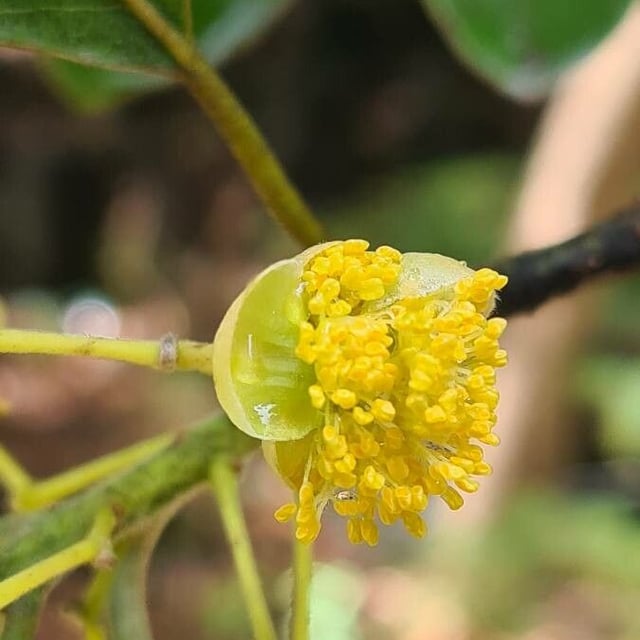 Litsea glutinosa — flower