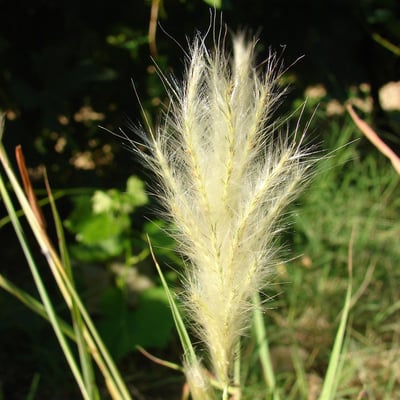 Bothriochloa barbinodis — flower