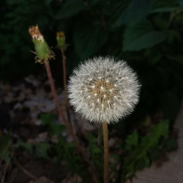Taraxacum rubicundum — flower