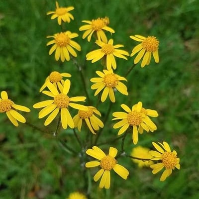 Senecio squalidus — flower