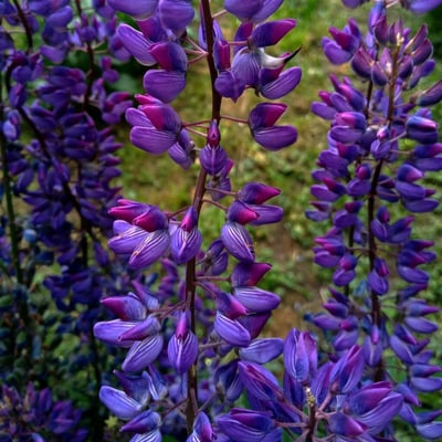 Lupinus perennis — flower