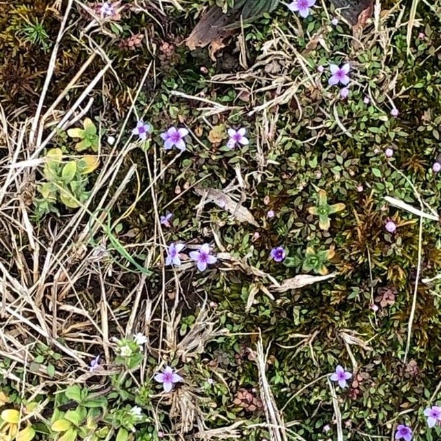 Houstonia pusilla — flower