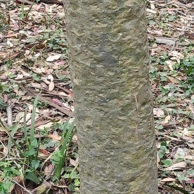 Corymbia maculata — bark
