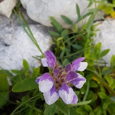 Scutellaria alpina — flower