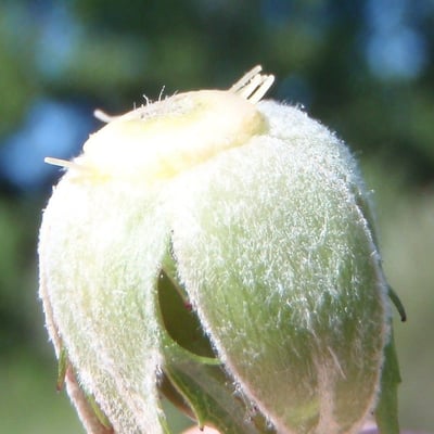 Rosa caesia — fruit