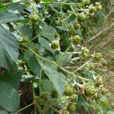 Rubus sprengelii — flower
