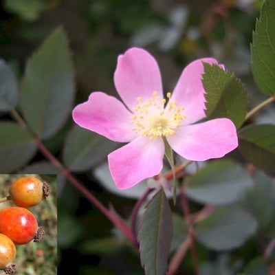 Rosa glauca — flower