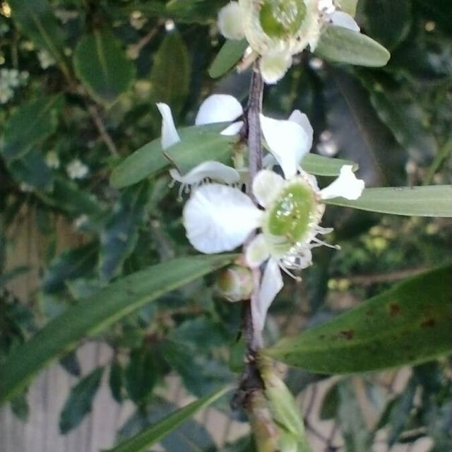 Leptospermum continentale — flower