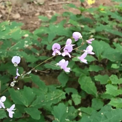 Desmodium paniculatum — flower