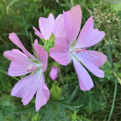 Malva moschata — flower