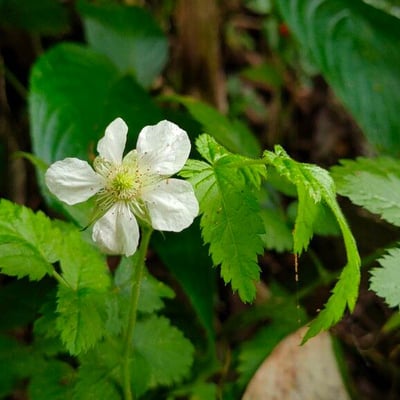 Rubus rosifolius — flower