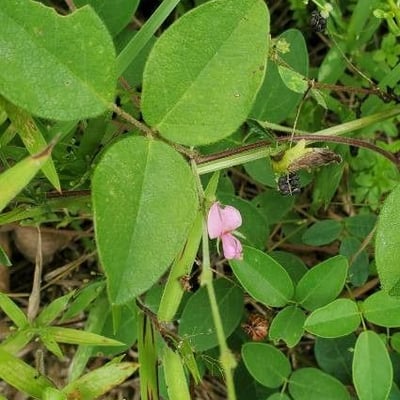 Galactia striata — flower