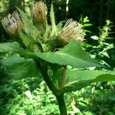 Cirsium oleraceum — flower