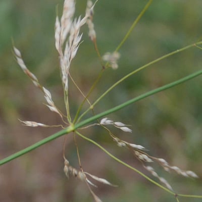 Piptatherum miliaceum — flower
