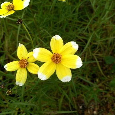 Bidens aurea — flower
