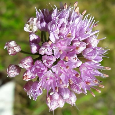 Allium lusitanicum — flower