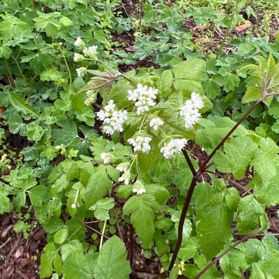 Osmorhiza longistylis — flower