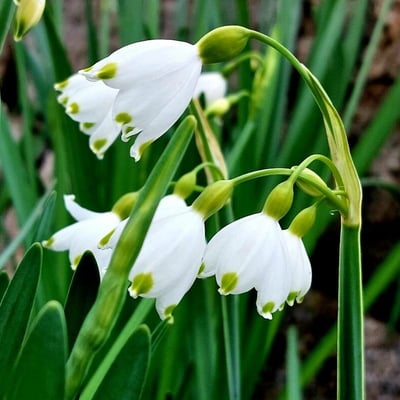 Leucojum aestivum — flower