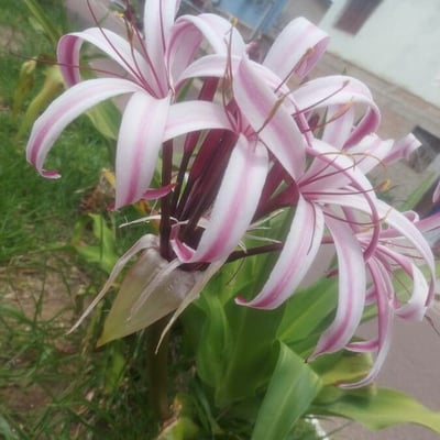 Crinum asiaticum — flower