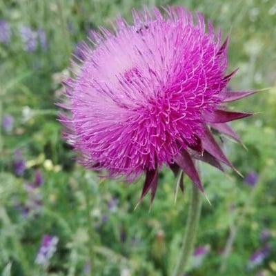 Carduus nutans — flower