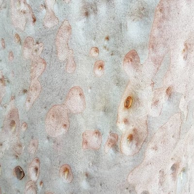 Angophora costata — bark