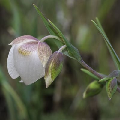 Calochortus albus — flower