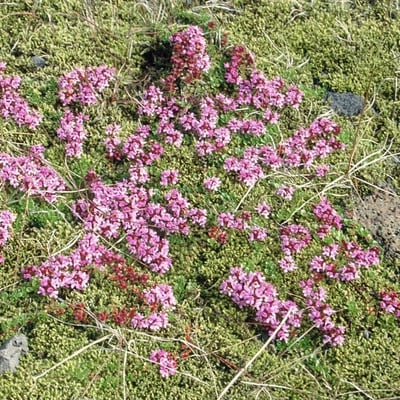 Thymus praecox — flower