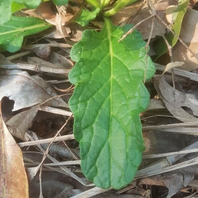 Ajuga australis — leaf