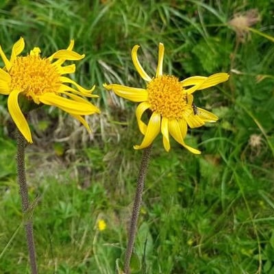 Arnica montana — flower