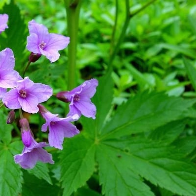 Cardamine pentaphyllos — flower