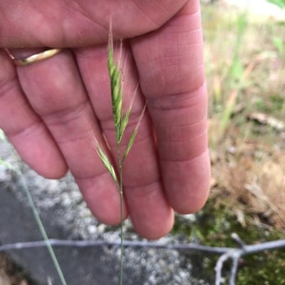 Vulpia bromoides — flower